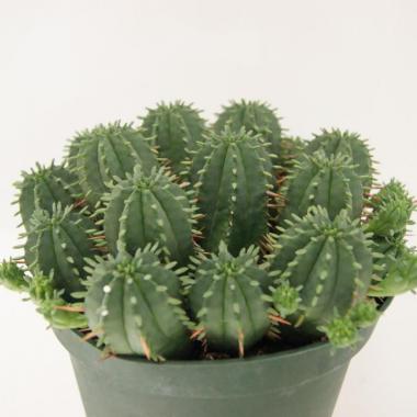 Euphorbia aggregata